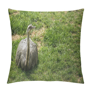 Personality  Ostrich On Grass Pillow Covers