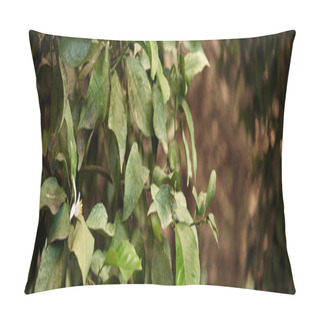 Personality  Fresh And Green Leaves Of Tree In Natural Environment With Blurred Background, Foliage Banner Pillow Covers