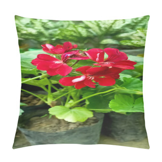 Personality  Beautiful Pink Purmine Buds Ready To Bloom In The Garden  Pillow Covers