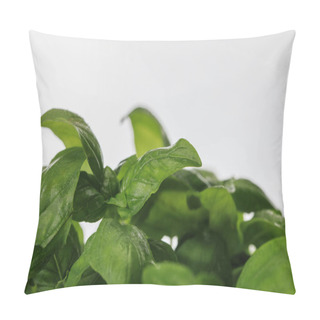 Personality  Close Up View Of Green Fresh Basil Leaves Isolated On White Pillow Covers