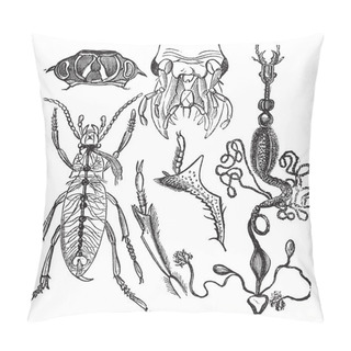 Personality  Coleopteres Or French-Language Scientific Journal Of Entomology Pillow Covers