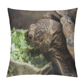 Personality  Close Up View Of Turtle Eating Fresh Lettuce From Stone Bowl Pillow Covers