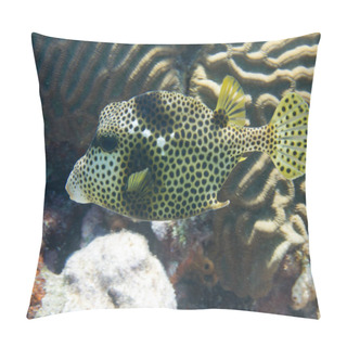 Personality  Spotted Trunkfish On Coral Reef Off The Florida Keys Pillow Covers