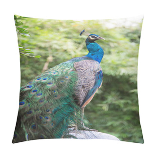 Personality  A Green Peafowl (Pavo Muticus) Pillow Covers