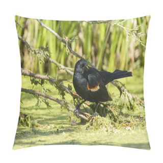 Personality  Red Winged Blackbird In Swamp. Pillow Covers
