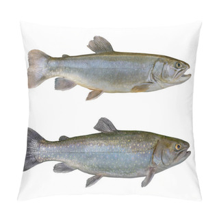 Personality  Fresh Char Fish Isolated On White Background (Salvelinus Confluentus) Pillow Covers