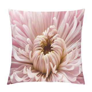 Personality  Close Up View Of Pink Chrysanthemum Flower Pillow Covers