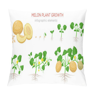 Personality  Melon Plant Growing Stages From Seeds, Seedling, Flowering, Fruiting To A Mature Plant With Ripe Melons - Set Of Botanical Illustrations, Infographic Elements, Flat Design Isolated On White Background Pillow Covers