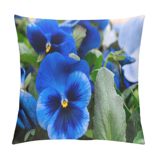 Personality  Bright Colorful Blossoming Blue Spring Summer Garden Daisy Flowe Pillow Covers