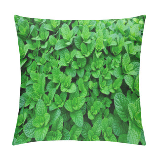 Personality  Green Mint Growing In Garden Pillow Covers