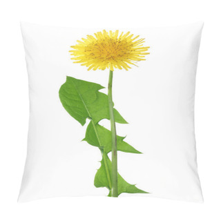 Personality  Dandelion Flower Or Taraxacum Officinale With Leaves Isolated On White Background Pillow Covers