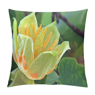 Personality  Flowering From Tulip Tree Liriodendron Tulipifera Pillow Covers
