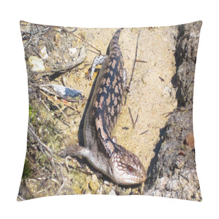 Personality  An Adult Blotched Blue-tongued Skink (Tiliqua Nigrolutea) In The Wilsons Promontory National Park, Victoria, Australia. Pillow Covers