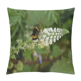 Personality  A Bumble Bee, Or Bombus Terrestris On A Mignonette Or Reseda Alba Flower Pillow Covers