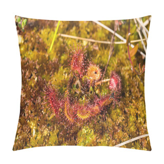 Personality  Sundew Flower In The Swamp Pillow Covers