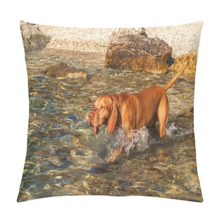 Personality  The Hungarian Pointer Vizsla Swims In The Sea. The Dog Plays In The Water. Dog Training. Summer Day With A Dog By The Sea Pillow Covers