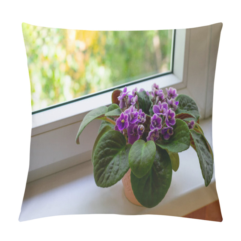 Personality  Blossoming african violet flower saintpulia on windowsill home.Close up blooming little lilac colored flowers pillow covers