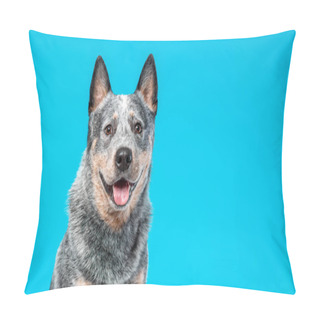 Personality  Close Up Portrait Of Happy Smiling  Face Of Blue Heeler Or Australian Cattle Dog With Tongue Out Against Blue Background. Copy Space Pillow Covers
