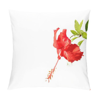 Personality  Hibiscus Rosa Sinensis Flower With White Background. Isolated Pillow Covers