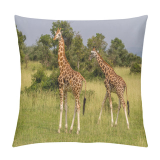 Personality  Rotschild's Giraffes Pillow Covers