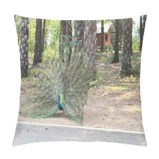 Personality  Peacock Bird Animal , Green Peafowl Ourdoor Garden. Pillow Covers