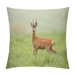 Personality  Roe Deer, Capreolus Capreolus, Buck Watching Alerted With Leg Lifted Pillow Covers