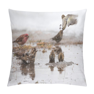 Personality Birds Bathing In A Newly Formed Meltwater Puddle Of Early March Snow Thaw. Pillow Covers