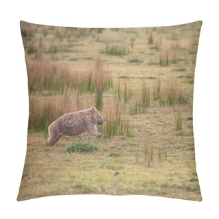 Personality  Wombat Running Through The Grassland At Wilsons Promontory National Park, Victoria, Australia Pillow Covers