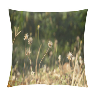 Personality  Tridax Procumbens, Also Known As Coat Buttons Or Wild Daisy, Graces The Scene With Its Cheerful Presence Pillow Covers