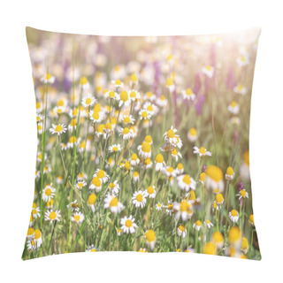 Personality  Wild Flower Blossoming Meadow At Summer. Beautiful Nature Background. Field Of Camomiles Or Daisies And Other Wildflowers. Medical Plant. Herbal Medicine. Pillow Covers