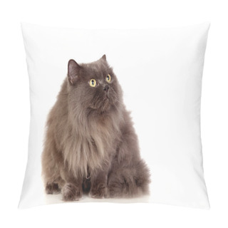 Personality  Adorable Persan Cat Looking Up Pillow Covers