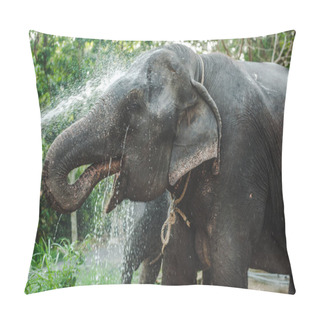 Personality  Elephant Washes Water In Nature In Thailand Pillow Covers