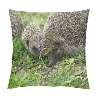 Personality  European Hedgehog, Erinaceus Europaeus, Female With Baby, Normandy In France   Pillow Covers