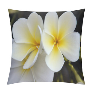 Personality  Paradise Frangipani. Flowers Of Borneo. Pillow Covers