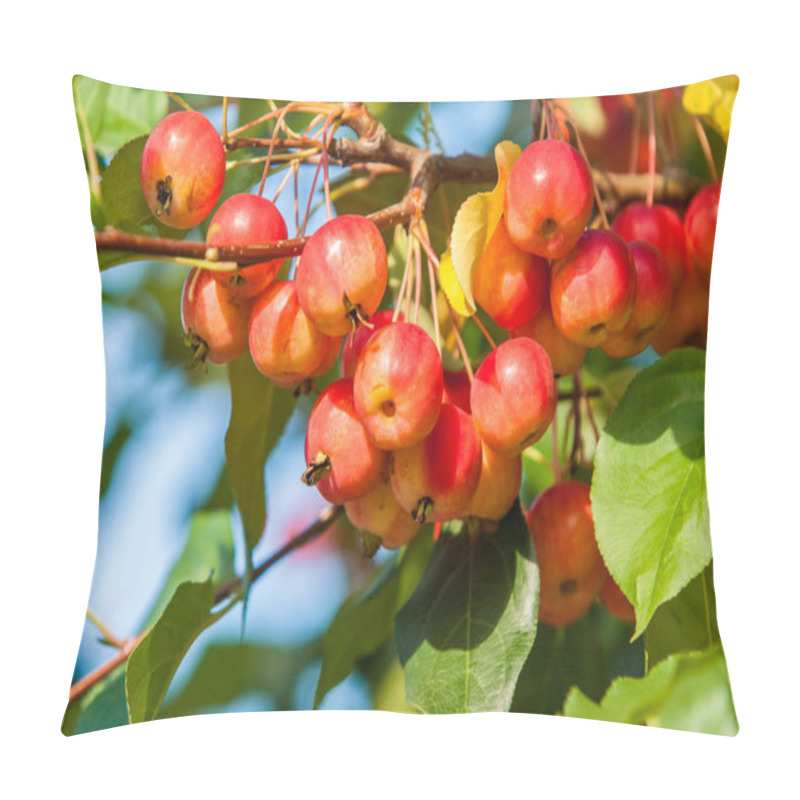 Personality  Crabapple And Wild Apple. Malus  Is A Genus Of About Species Of Small Deciduous Apple Trees Or Shrubs In The Family Rosaceae Pillow Covers