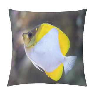 Personality  Pyramid Butterflyfish (Hemitaurichthys Polylepis). Pillow Covers