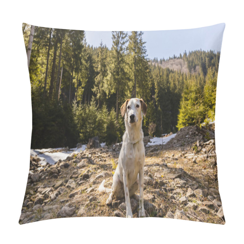 Personality  Dog Sitting On Glade With Stones Near Mountain Forest At Background  Pillow Covers