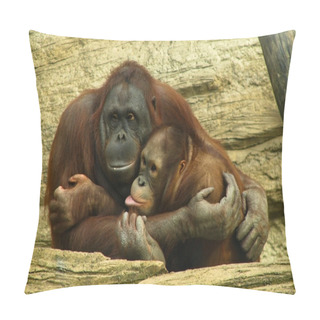 Personality  Funny Orangutangs Pillow Covers