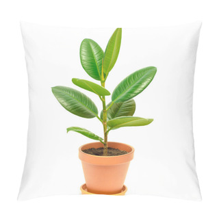 Personality  Ficus In Pot Isolated On A White Background Pillow Covers