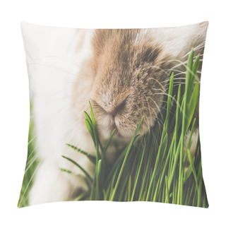Personality  Closeup View Of Rabbit Nose And Green Grass Stems Pillow Covers