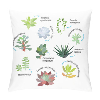 Personality  Graphic Set With Succulents Isolated On White Background. Hand Drawn Vector Illustration, Sketch. Elements For Design. Pillow Covers