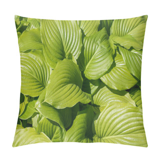 Personality  Green Leaf Hosta In Summer Garden. (Hosta Plantaginea) Pillow Covers