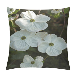 Personality  Close Up Of Cornus Nuttallii Growing In A French Country Garden Pillow Covers