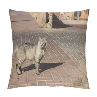 Personality  Photogenic Courageous Gray Street Cat With Heterochromia Different Color Of Eyes Looking At Camera And Stay On Dirty Street Tile, Animal Shelter Wallpaper Concept Picture With Empty Copy Space  Pillow Covers