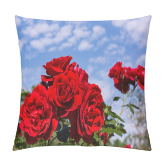Personality  Beautiful Blooming Red,red Rose. Spring Flowering Decorative Roses. Blooming Roses On The Background Of The Fountain. Pillow Covers