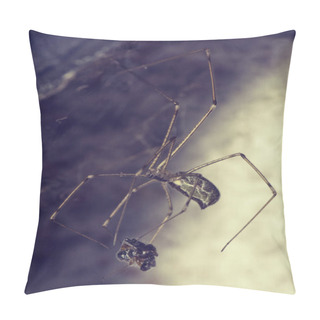 Personality  Spider And Prey Pillow Covers