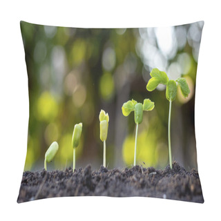 Personality  Saplings Are Growing From Fertile Soil, Including The Evolution Of Plant Growth From Seeds To Saplings. Concept Of Ecology And Agriculture. Pillow Covers