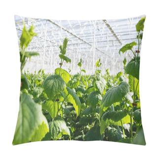 Personality  Selective Focus Of Cucumber Plants Growing In Glasshouse, Blurred Foreground Pillow Covers