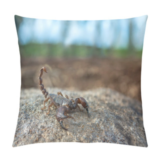 Personality  Scorpion Pillow Covers