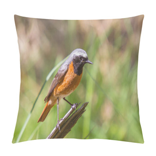 Personality  Redstart In A Clearing In The Forest Pillow Covers